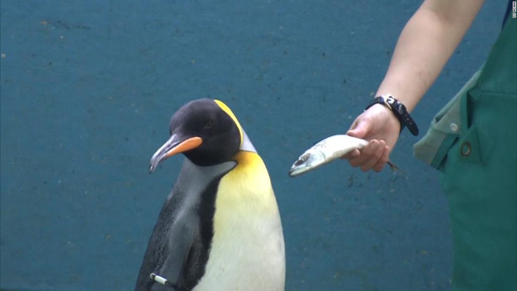 Pinguine in einem japanischen Aquarium werden mit billigerem Fisch gefüttert – und sie sind nicht glücklich