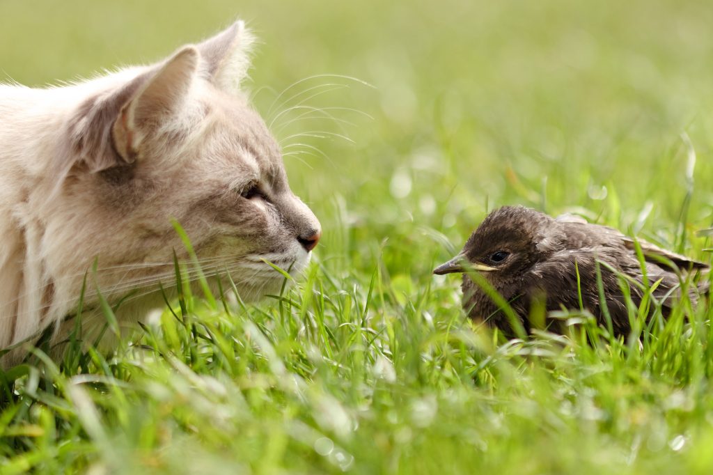 Die Polnische Akademie der Wissenschaften hat vorgeschlagen, dass Katzenbesitzer die Zeit, die ihre Haustiere während der Brutzeit im Freien verbringen, einschränken sollten. 