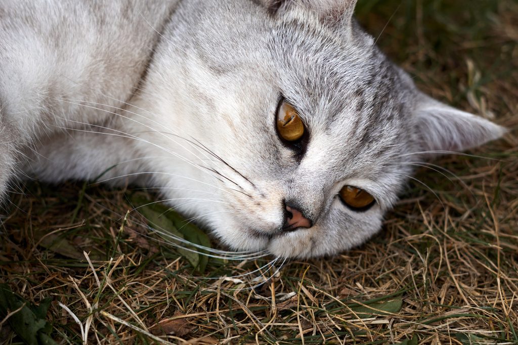 Katzen töten jedes Jahr 140 Millionen Vögel in Polen.