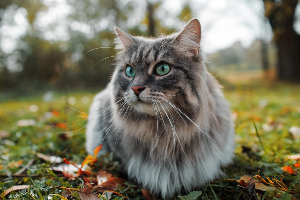 Katzen wurden vom Wissenschaftlichen Institut als „invasive gebietsfremde Spezies“ eingestuft